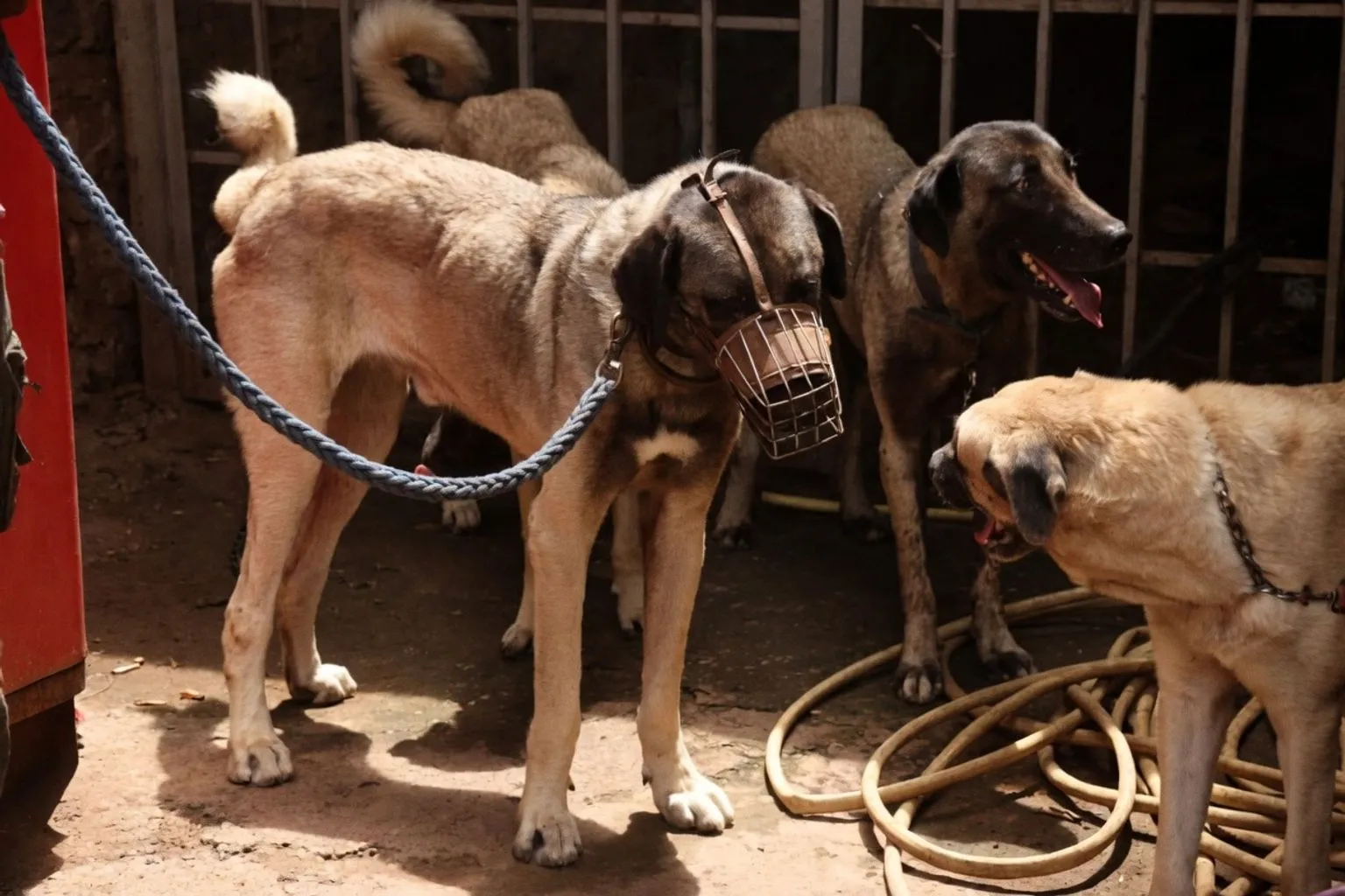 Vaccination antirabique à N'Djamena : protéger les foyers par l'immunisation animale